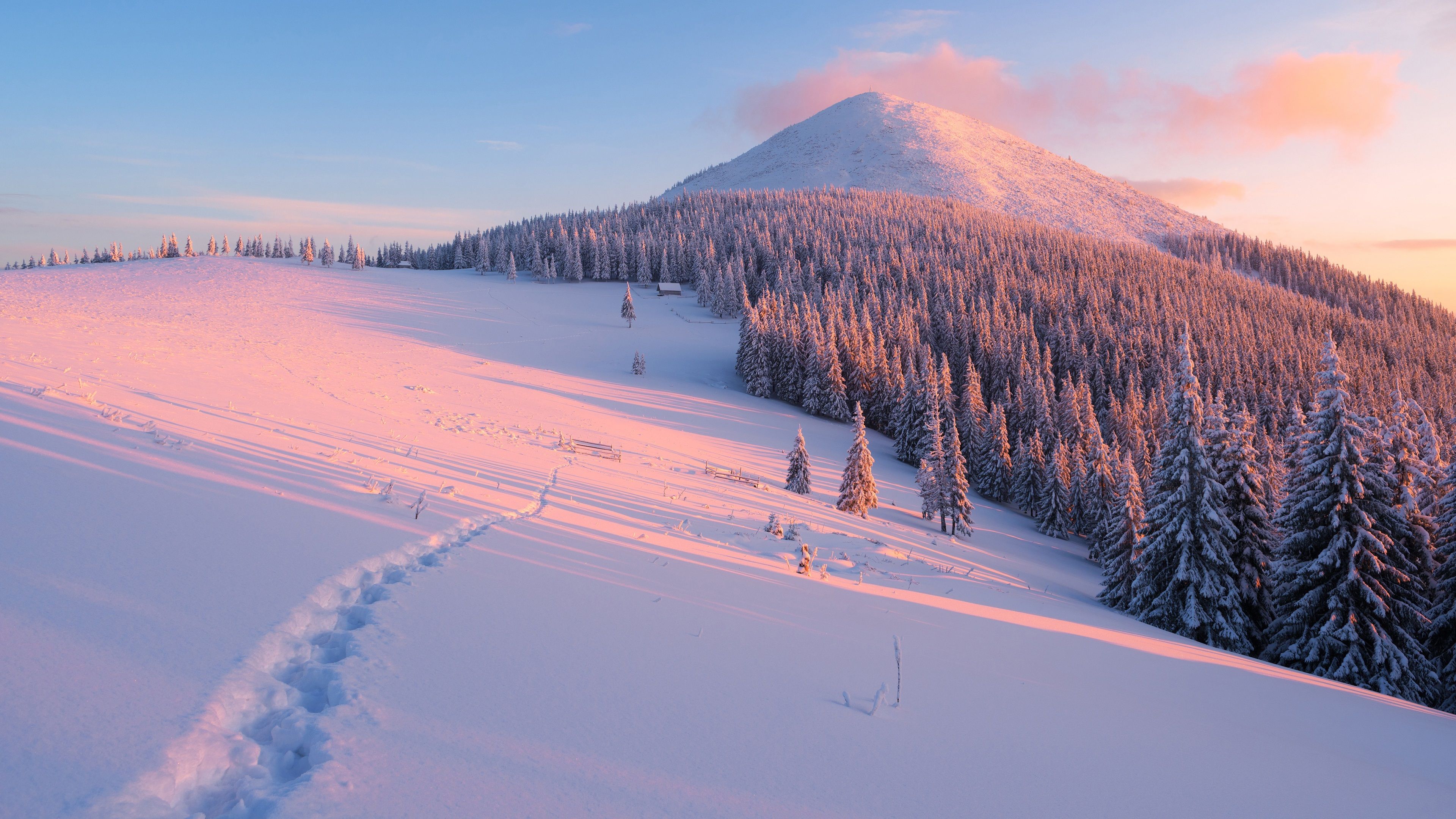 Forêt de montagne